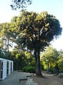 Català: Alzina. Jardins de Can Sentmenat. Sarrià-Sant Gervasi (Barcelona). ca:Quercus ilex. This is a a photo of a protected or outstanding tree in Catalonia, Spain, with id: MA-080193/0114-05-96 Object location 41° 24′ 11.16″ N, 2° 06′ 49.29″ E  View all coordinates using: OpenStreetMap