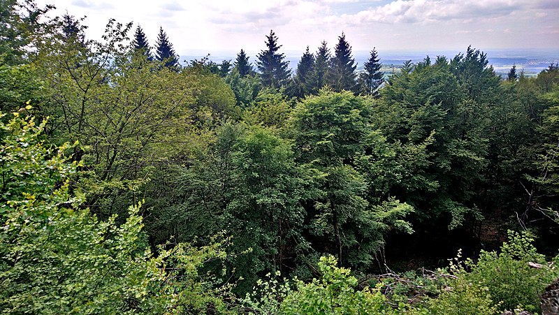 File:Am Bilstein bei Breungeshain und Busenborn - Waldblick.jpg