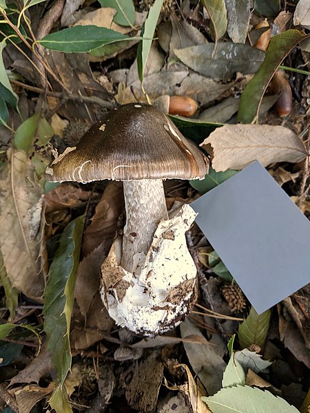 File:Amanita fuliginea Hongo 803896.jpg