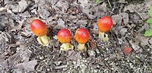 A. Jacksonii at Salem Lake in NC Amanita jacksonii - red mushrooms at Salem Lake in NC.jpg