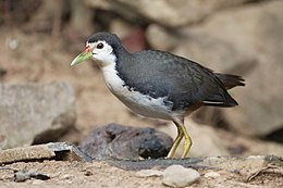 Baltakrūtis amaurornis (Amaurornis phoenicurus)