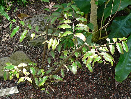 Amborellaceae