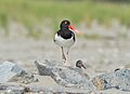 * Nomination American oystercatcher and chick on Fort Tilden Beach --Rhododendrites 20:28, 3 August 2020 (UTC) * Promotion Good quality. -- Ikan Kekek 05:44, 4 August 2020 (UTC)