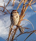 Thumbnail for File:American tree sparrow in CP (41285) (cropped).jpg