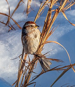 American tree sparrow in CP (41285) (cropped)