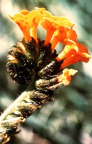 <i>Amsinckia grandiflora</i> Species of flowering plant