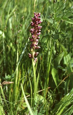 Bug orchid (Orchis coriophora)