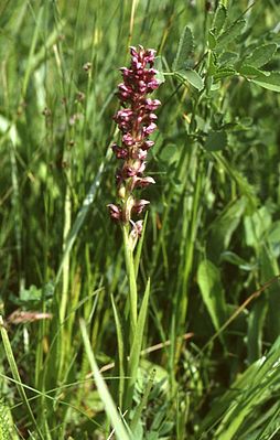 Orquídea insecto (Orchis coriophora)