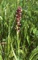 Anacamptis coriophora Austria - Burgenland