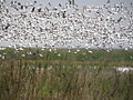 Snow geese flying in the refuge