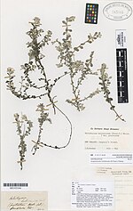 Thumbnail for File:Anaphalioides bellidioides (G.Forst.) Glenny (AM AK143166).jpg