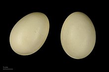 Eggs Anas crecca MHNT.ZOO.2010.11.18.3.jpg