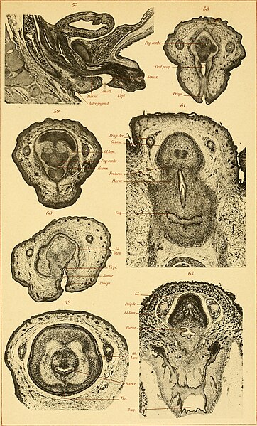 File:Anatomische Hefte (1918) (17550662024).jpg