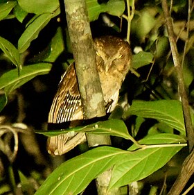Andaman Scops Owl 03.jpg