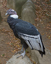 Condor des Andes mâle (Vultur gryphus).