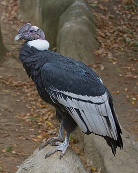 Mannelijke condor in de dierentuin van Cincinnati