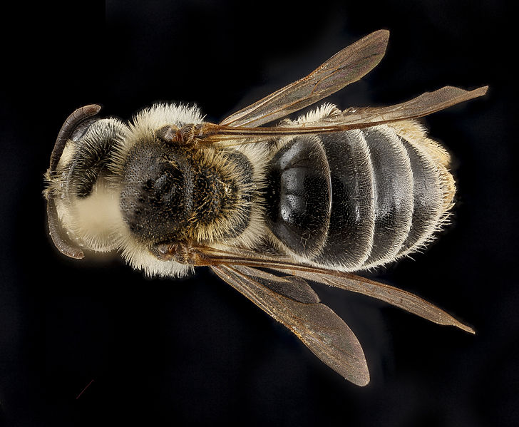 File:Andrena krigiana, female, back 2012-08-06-18.10.32 ZS PMax (8115892676).jpg