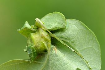 Andricus curvator on Quercus sp.