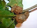 Cola-nut galls (Andricus lignicola) on pedunculate oak