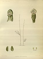 Miniatura para Androcorys gracilis