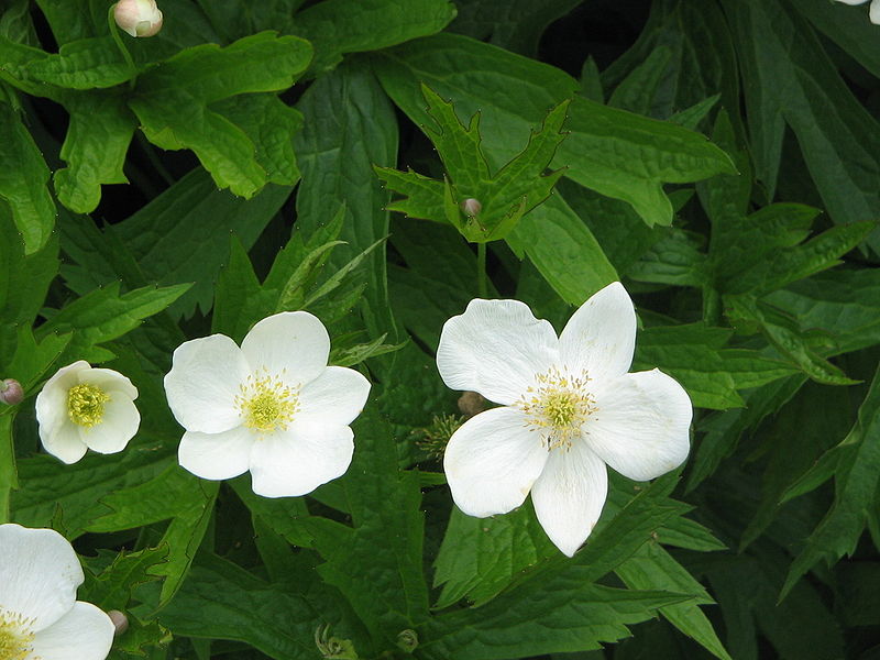 File:Anemone canadensis02.jpg