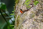 Vignette pour Anolis monteverde