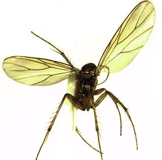 <i>Anomalomyia</i> Genus of flies