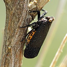 Poblicia fuliginosa (USA) Another Black Fulgorid - Flickr - treegrow.jpg