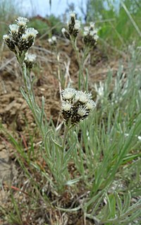 <i>Antennaria stenophylla</i> Species of flowering plant