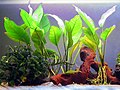 Anubias-Arten.jpg