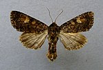 Apamea rubrirena – Specimen