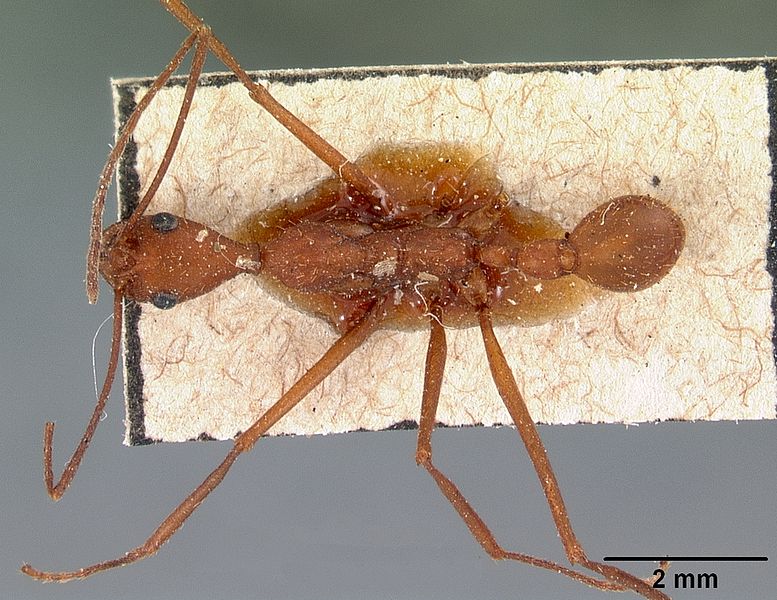 File:Aphaenogaster araneoides casent0102145 dorsal 1.jpg