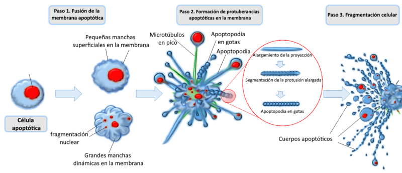 File:Apoptotic cell disassembly-es.png