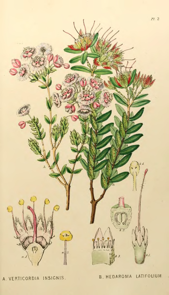 Plate 2 from A Sketch of the Vegetation of the Swan River Colony; Hedaroma latifolium (now D. citriodora) is on the right. Appendix to the first twenty-three volumes of Edwards's Botanical Register - Plate 2.png