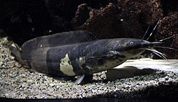 Aquarium tropical de Pierrefitte-Nestalas 03082018 Clarias batrachus 1.jpg