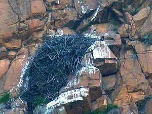 Nest at Walter Sisulu National Botanical Garden