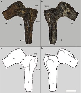 <i>Aratasaurus</i> Extinct genus of reptiles