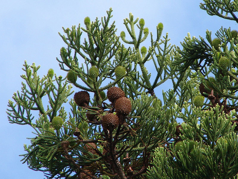 File:Araucaria cunninghamii Stephan's Needle and vertical structures at  dawn Reddacliff Place Brisbane P1150005.jpg - Wikimedia Commons