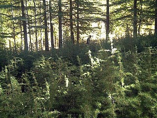 Arboretum La Alfaguara