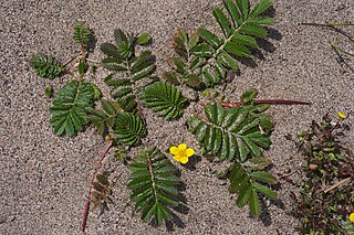 <i>Argentina egedei</i> Species of flowering plant