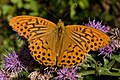 * Nomination Argynnis paphia. --Johannes Robalotoff 18:32, 22 July 2018 (UTC) * Promotion Good quality. --GPSLeo 19:23, 22 July 2018 (UTC)