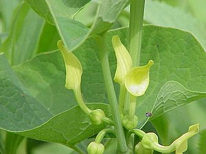 Пасхальное яйцо обыкновенное (Aristolochia clematitis)