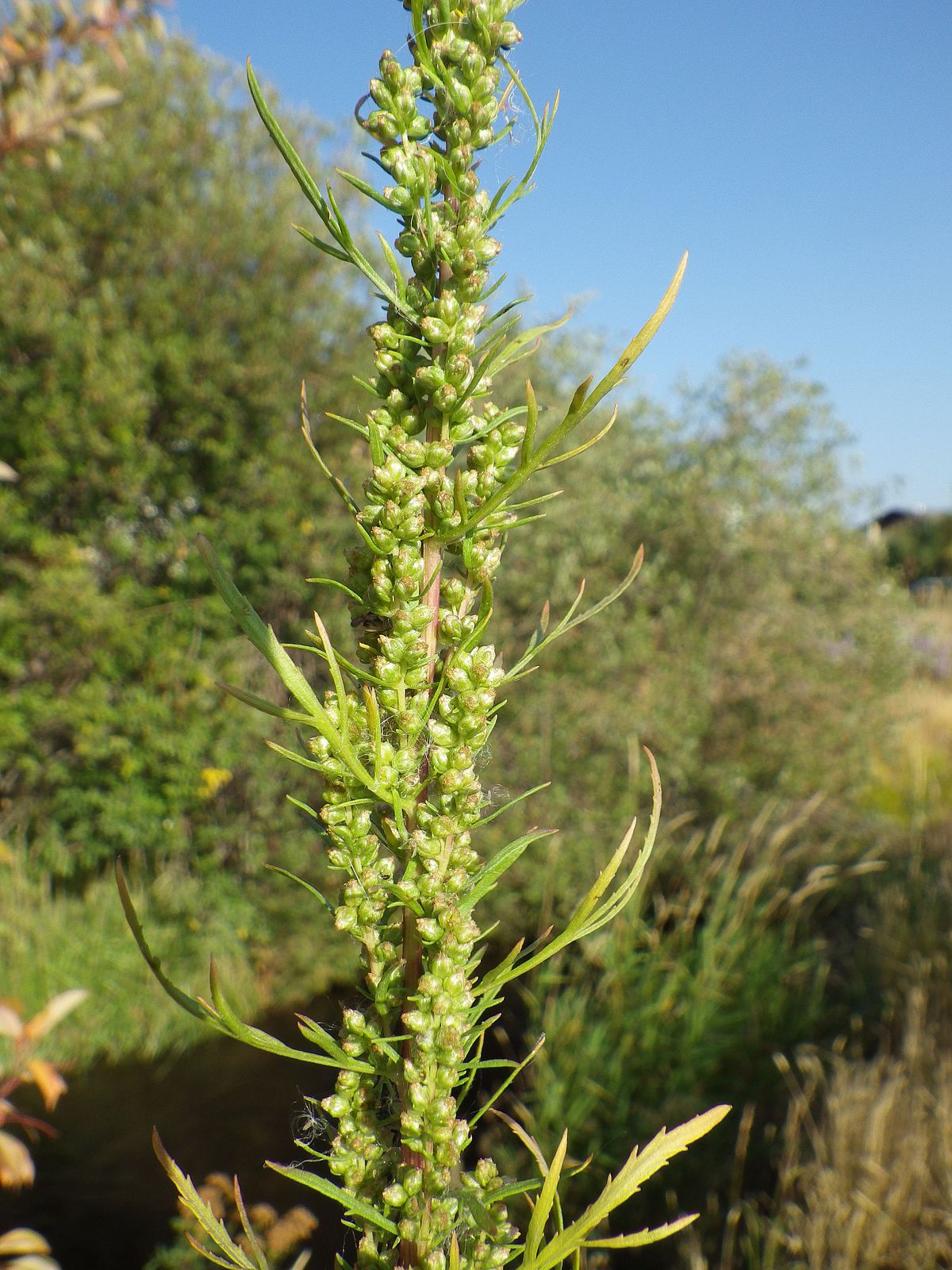 Artemisia miracle plant, really? - Inserm Newsroom