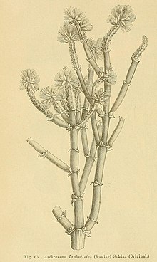 Arthraerua leubnitziae, Schinz p 110.jpg