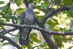 Ashy Wood Pigeon Kedarnath Musk Deer Sanctuary Chamoli Uttarakhand India 25.11.2015.jpg