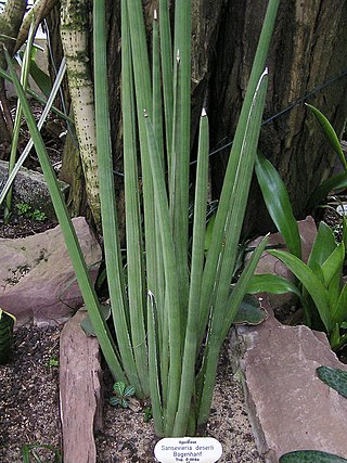 <i>Dracaena pearsonii</i> Species of plant