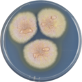Aspergillus muricatus growing on CYA plate