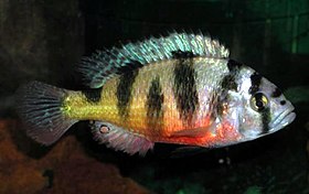 Haplochromis latifasciata está em perigo crítico de extinção.[1]