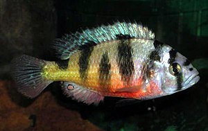 Haplochromis latifasciatus fra Kyoga-søen.