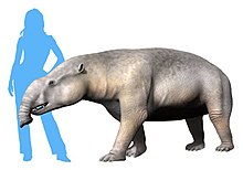 Astrapotherium magnum NT.jpg